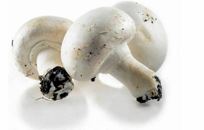 CHAMPIGNON BLANC (KG)-لفطر الأبيض