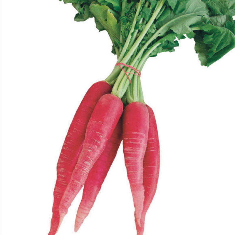 RADIS GRAND (U)-الفجل  الكبير