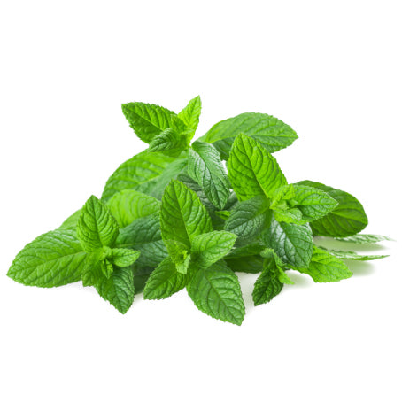 MENTHE (U)-النعناع
