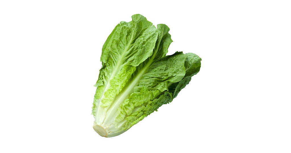 LAITUE ROMAINE (U)-الخس  الروماني