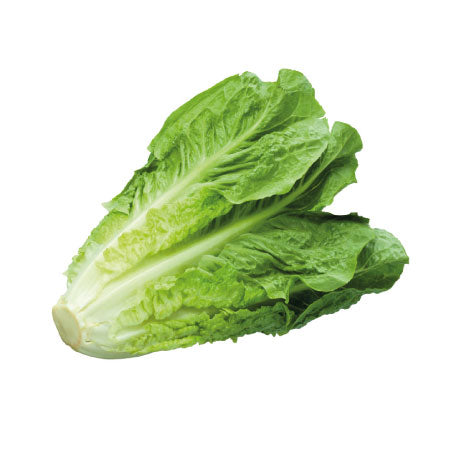 LAITUE BELDIA (U)-الخس  البلدي