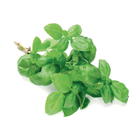 BASILIC (U) الحبق