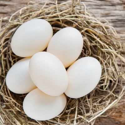 OEUFS FERMIER-بيض  بلدي