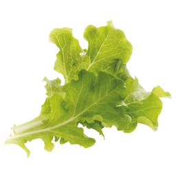 [2929609803127] LAITUE FEUILLE DE CHÊNE (U)-خس  ورقة  البلوط